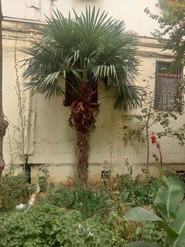 Çöl bitkiləri: Palma ağacı – fan formalı yarpaqları ilə (QİYMƏTDƏ RAZILAŞMAQ OLAR) - — 2