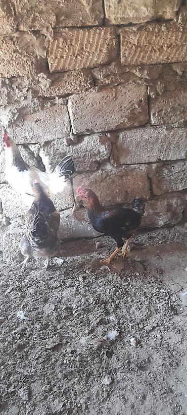 dele satisi: 5 ayliq xoruzlardi 20-25 ədəddi tək-təkdə satilir dərmanlari verilib — 3