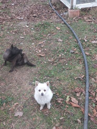 febulus dermani haqqinda: 6 ay, Erkek — 4