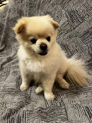 pomera: Şpitz, 1 il, Erkek, Peyvəndli — 2