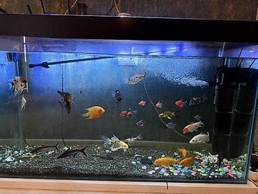 Böyük həcmli şüşə akvarium 350 litr– tam işlək komplekt