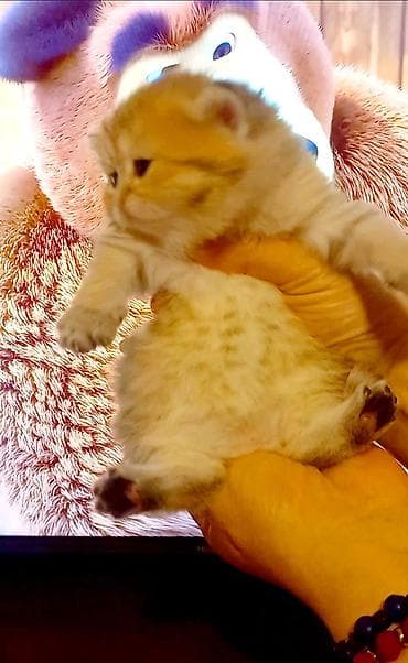 pitbul bala: Qızıl şinşilla, Erkək — 2