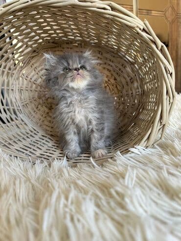 şotlan pişik: Şotland yastı qulaq, Erkək, Dişi, Yaxşı əllərə, Ünvandan götürmə, Pulsuz çatdırılma, Ödənişli çatdırılma — 177