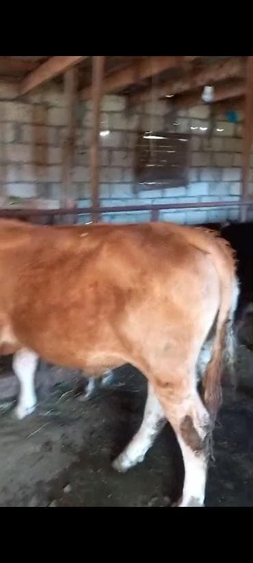 broyler cuce satisi: Satılır: Qara‑ağ rəngli, erkey dana - Növ: Mal-qara (buzov) - Rəng — 1