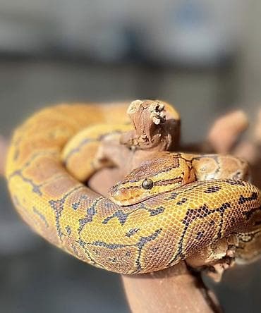 şamo beçə: Предлагаю к продаже здоровых и активных детёнышей королевских питонов — 5