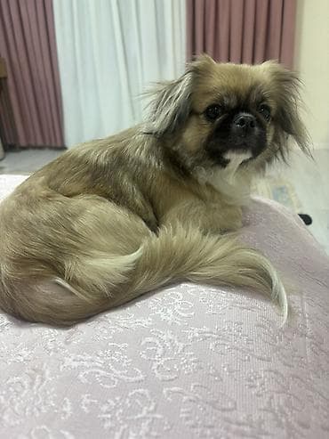 pedigree it yemi: Pekines — 3