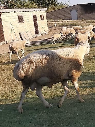 dayça nədir: Təmiz qaradolaq sortudur. 2 yaşı var. yaxşı bala düşür. aktiv — 2