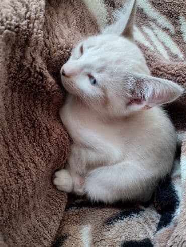 британские котята купить: В добрые руки — 3