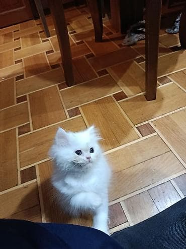 siyam pisik: Britan — 9