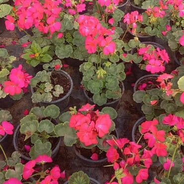 topdan gül satışı: Geran-ətirşah güllərinin topdan və pərakəndə satışı. Qiymət topdan — 6