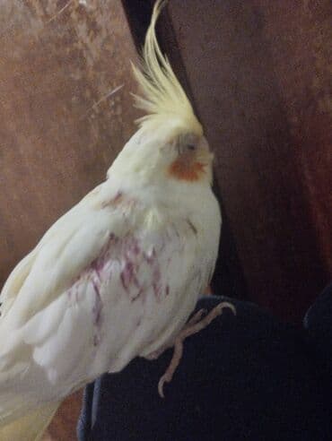 quş qəfəs: Növ: Nimfa tutuquşusu (Cockatiel) Rənglər: - Krem/ağ bədən, sarı — 1