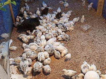 sevgi qusu: 1 aylıq və 20günlük serebrist cücələr satılır. 1 aylıq 2.50 azn 20 — 5