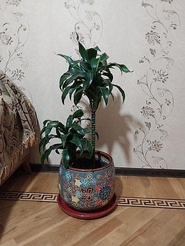 Çox gözəl çox xeyirli və dünyada böyük bioloji dəyərli Dracena lalafo.az -da Çox gözəl çox xeyirli və dünyada böyük bioloji dəyərli Dracena