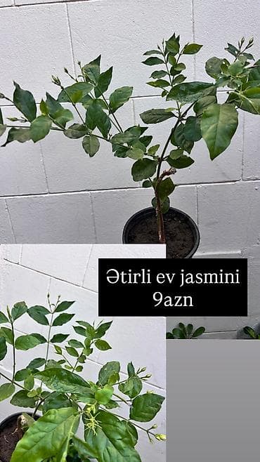 kala bitkisi: Şəkilləri çevirərək baxa bilərsiniz. Sayları məhduddur — 3