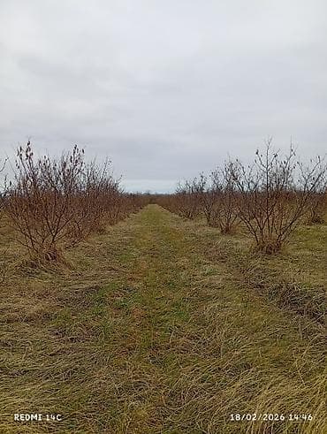 Qarajlar: Kənd təsərrüfatı, Kommunal xətlər qoşulmayıb — 3