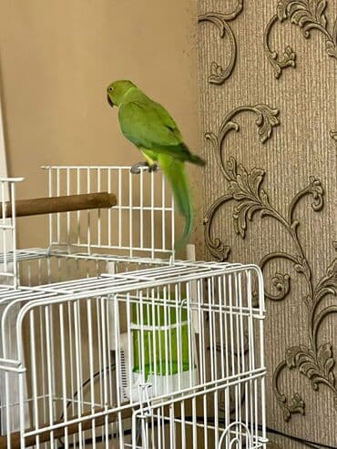 приют для кошек в баку: Ojerelya Arjelya Ajarelya Ojeralya Tutuquşu Yaşıl Pakıstan Tutuquşu — 3