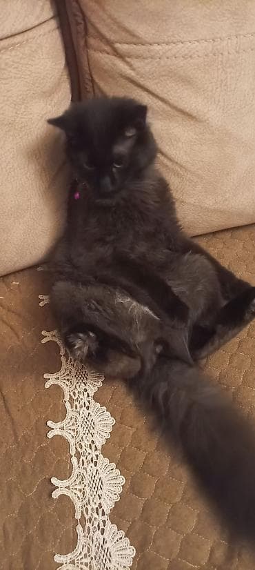 lalafo pişik satışı: Yaxşı əllərə — 3