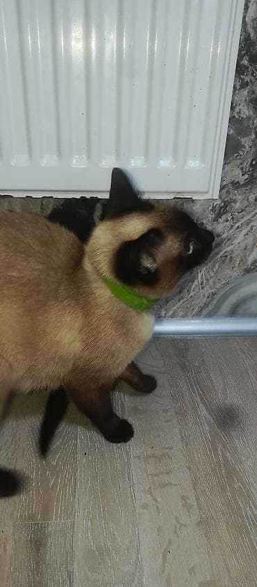 itler bala: Siam — 2