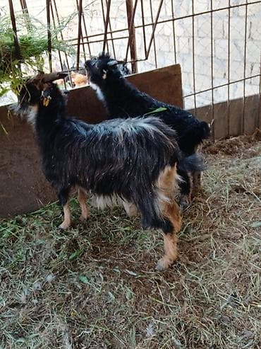 en ucuz uce: Ana bala bala erkey fevralda olub.ot yem yir - Növ: Yerli (dağ tipli) — 3