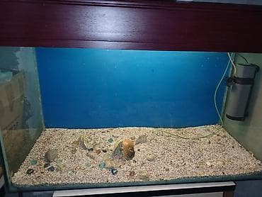 kreditle it satisi: Dördbucaq akvarium, Boş, 300 l — 4