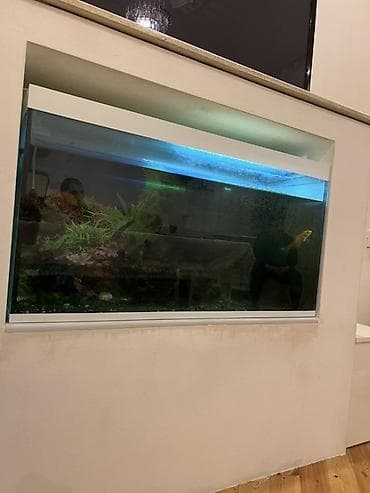 Akvariumlar: Böyük şüşə akvarium Texmını tutumu 200 litr olmalıdır Akvariumda LED — 1