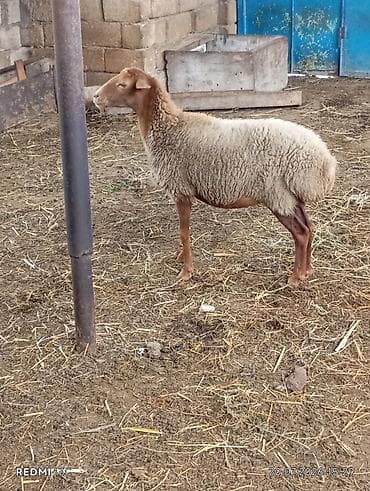 dişi alabay: Super qoyundu esil qamazliq heyvandi qoc icinde olub 2 ci qarina qocun — 1