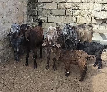 keci seki: Təmiz orginal hələblər satılır hələb balaynan olan 5 ci balasıdı — 4