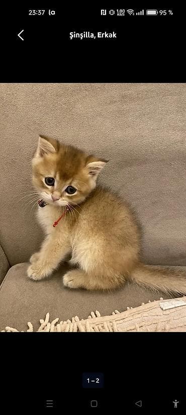 pers pişiyi: Britan, Erkək — 1