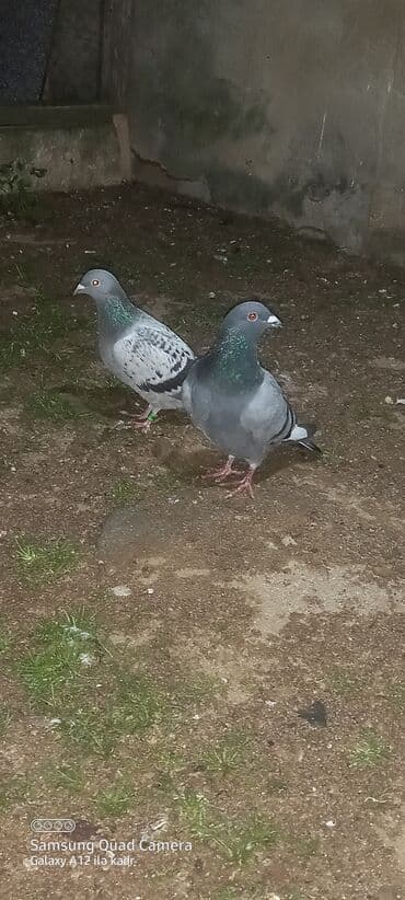 Salam bir tayin ayağında kodlu uzuy var mende təkidi deye cütlib