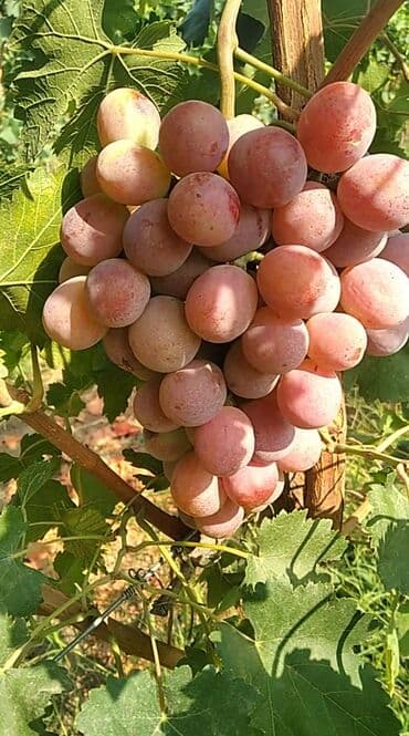 innab ağacı: Moldova sortu qara üzüm hem süfrəlik həmdə texniki üzüm növüdur ve iri — 4