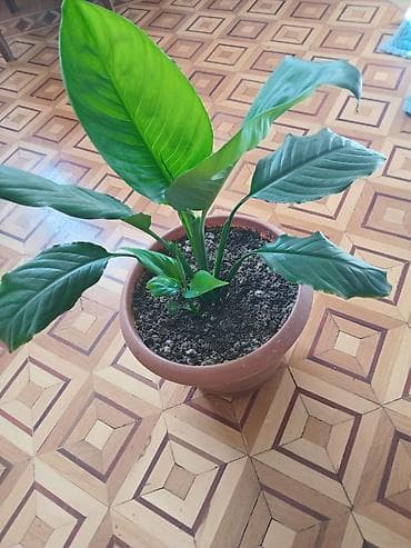 sultan darağı: Spathiphyllum (Sülh zanbağı) – otaq bitkisi - Dibçək: klassik — 1