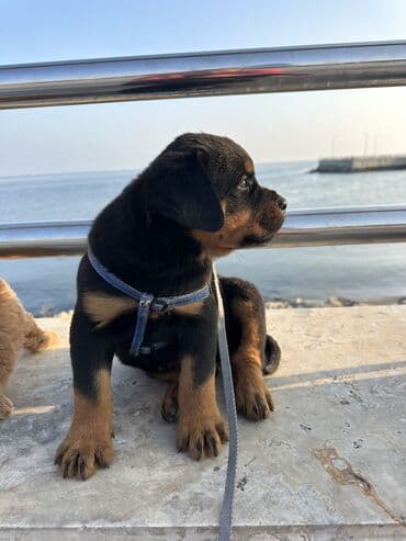 it cutlesdirmek: Rotveyler, 1 ay, Erkek — 20