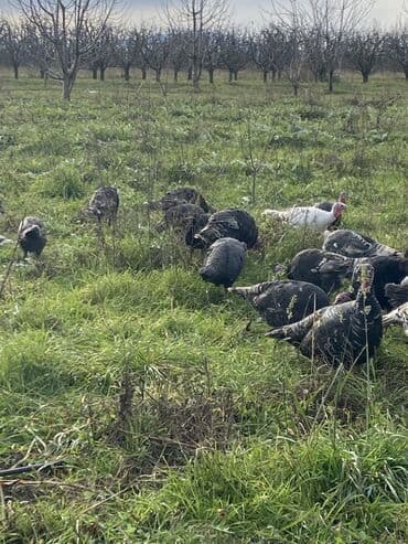 Toyuqlar: Erkək, Ətlik, Ünvandan götürmə — 7