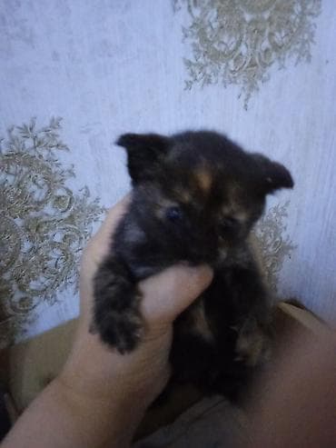 siyam pişik: Erkək, Dişi — 6