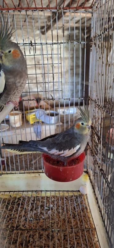 oskar balığı: Popuqay Korella
Saglam ve qizgin fere — 2