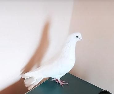 tutuquşu qiymetleri: AG erkek bugun tutulub 13 tuk asagda oynagida var cilpag stoykalı — 1