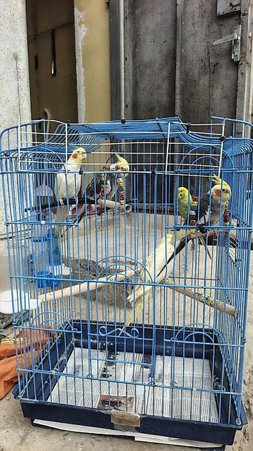 Quşlar satilir korela hər biri 35 azn.Volnistiy papuqaylar hər biri 15 — 2