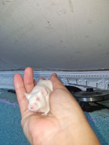 Ağ albinos siçanlar – ev heyvanı və ya yetişdirmə üçün - Rəng: tam ağ