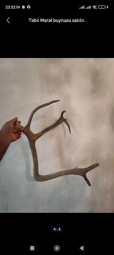 Buynuzlar: Təbii maral buynuzu - Dekor və kolleksiya üçün təbii maral buynuzu — 1