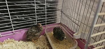 damazlıq: 1 cüt çin bildirçini barter olunur 4 dənə valnist ilə cütü 40 m — 4