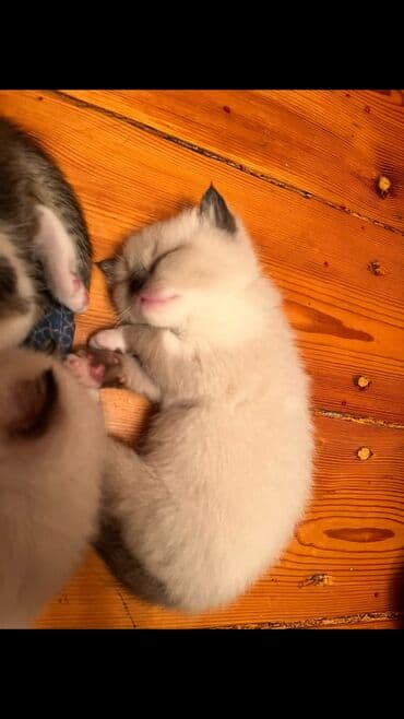 кошки на продажу: Şinşilla, Dişi, Erkək — 6