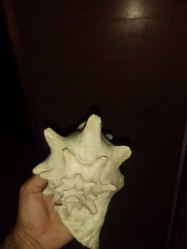 ağ balıq: Okean rakuşkası.Balıq qulagı.uzunlugu 25sm.2 eded var.sinigi catı — 3