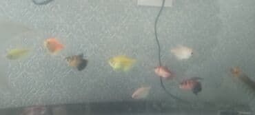 Gəmiricilər: Tetra balığı, Sülhsevər — 2