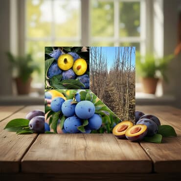 su krantları qiymetleri: Məhsul: Gavalı tingləri (mavi-bənövşəyi meyvəli sortlar) Təsvir: - — 2