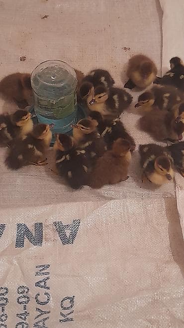 velikan dovsan satisi: Zümrüdü krasnadar 3günlük 5 m — 4