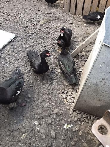 hid qusu: Muscovy ördəkləri və qarışıq yerli ördəklər satılır. Her qiymete var — 5