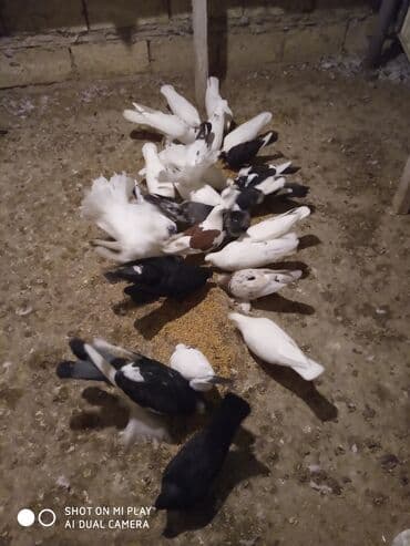 geref quşu: Super göyərçinlər bu yay 7-8 saat uçan Dəniz qırağında gecədən — 9