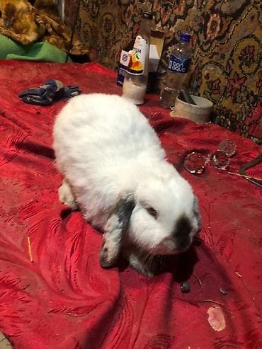 dovsan: Mini lop ev dovşanları 1 ədədi 25 m erkekdilər - Növ: Mini lop (aşağı — 2