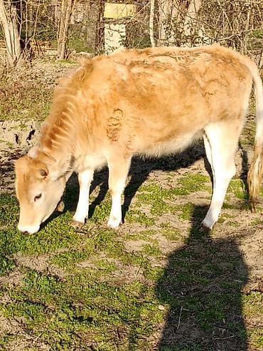 Keçilər, çəpişlər: Satış üçün dana - Növ: Mal-qara (dana) - Rəng: Açıq sarı-qəhvəyi — 4