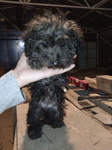 itlerin ucuz qiymete satisi: Pudel, 3 ay, Ünvandan götürmə — 3